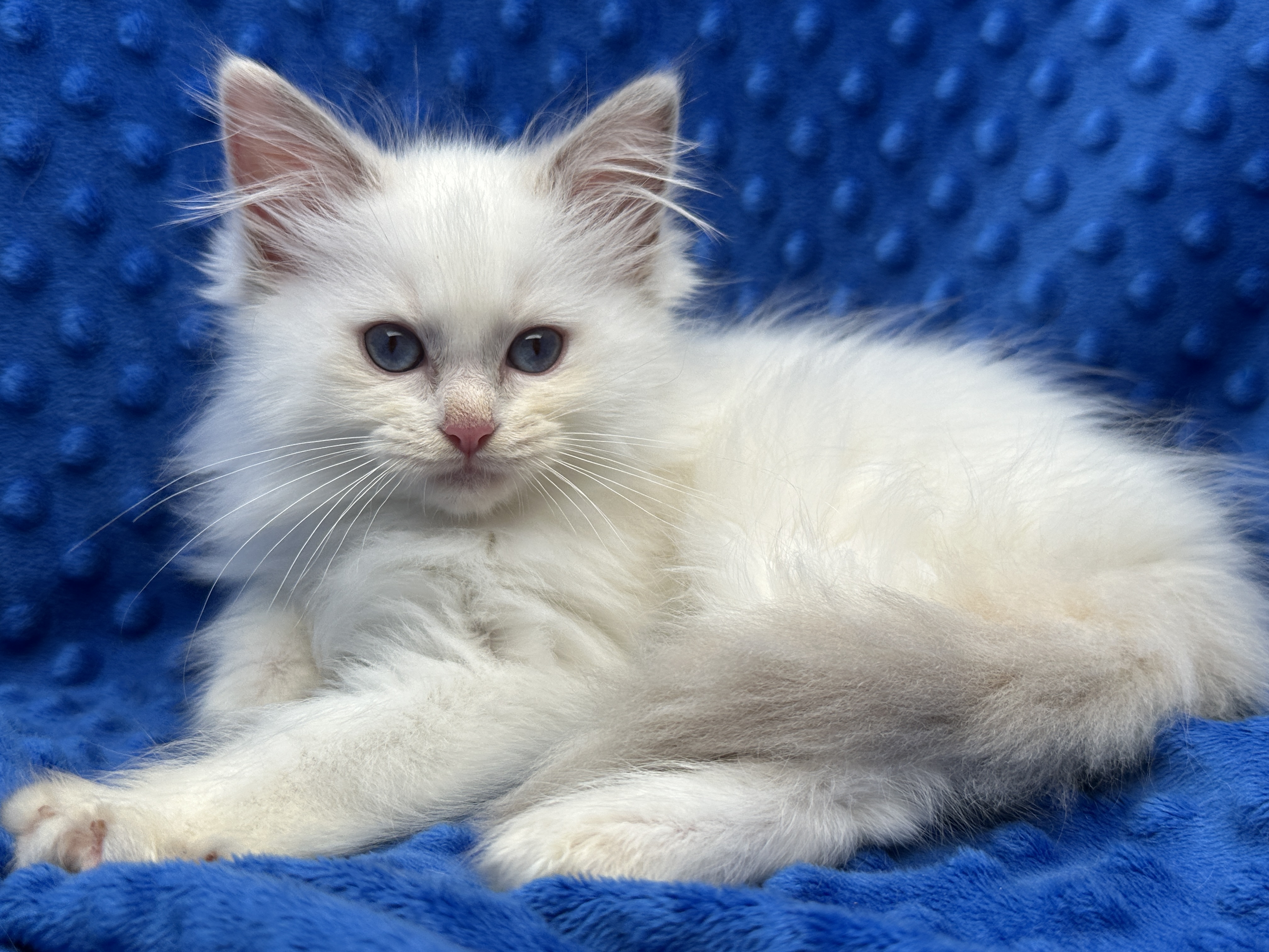 Queen Duffy Main Photo